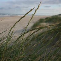 biestarwegras