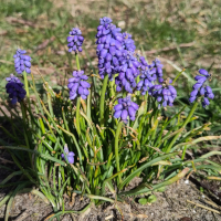 blauw druifje