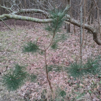 grove den