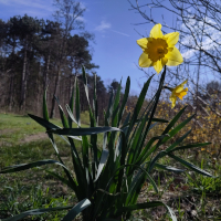narcis